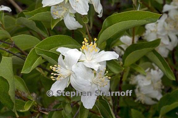 philadelphus lewisii 4 graphic